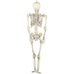 Northlight Life Size Skeleton Halloween Hanging Decoration - 5' -Holiday Decoration Store GUEST 60c8ca83 2a7d 456f 8a3a 9bd0b146f345