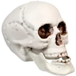 Northlight Skeleton Skull Halloween Decorations - 3.5" - Pack Of 6 -Holiday Decoration Store GUEST 84dbe70a f7c3 4dbc 891c f504c33d3e94