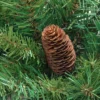 Northlight 4' Red Pine Full Profile Artificial Christmas Tree With Pine Cones - Unlit