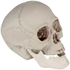 Northlight Skeleton Skulls Halloween Decorations - 4.5" - Set Of 6 -Holiday Decoration Store GUEST ee0cd79e 7254 4866 831a 51d8cac37710