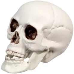 Northlight Skeleton Skull Halloween Decorations - 3.5" - Pack Of 6 -Holiday Decoration Store GUEST fd18900c 6e84 4b9c b43f 0ff32bb3ef33